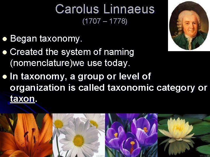Carolus Linnaeus (1707 – 1778) Began taxonomy. l Created the system of naming (nomenclature)we Carolus Linnaeus (1707 – 1778) Began taxonomy. l Created the system of naming (nomenclature)we