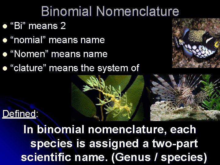 Binomial Nomenclature “Bi” means 2 l “nomial” means name l “Nomen” means name l Binomial Nomenclature “Bi” means 2 l “nomial” means name l “Nomen” means name l