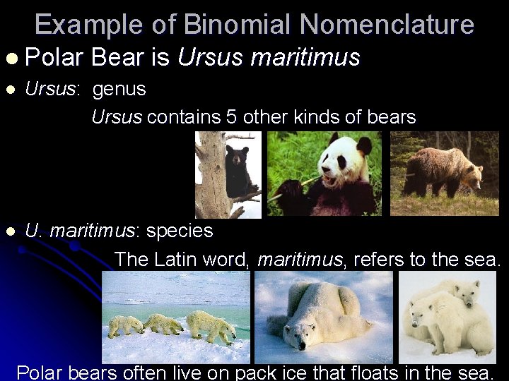 Example of Binomial Nomenclature l Polar Bear is Ursus maritimus l Ursus: genus Ursus Example of Binomial Nomenclature l Polar Bear is Ursus maritimus l Ursus: genus Ursus