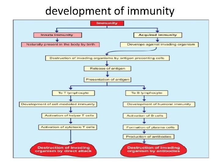 development of immunity 