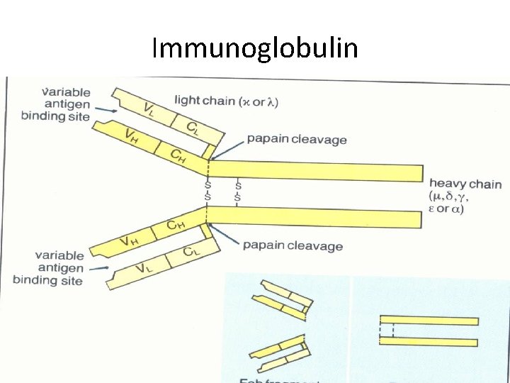 Immunoglobulin 