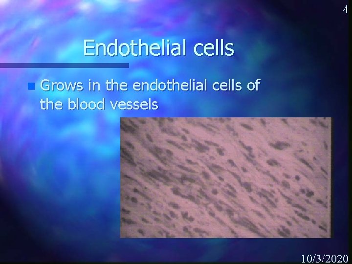 4 Endothelial cells n Grows in the endothelial cells of the blood vessels 10/3/2020