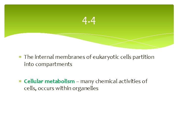 4. 4 The internal membranes of eukaryotic cells partition into compartments Cellular metabolism –