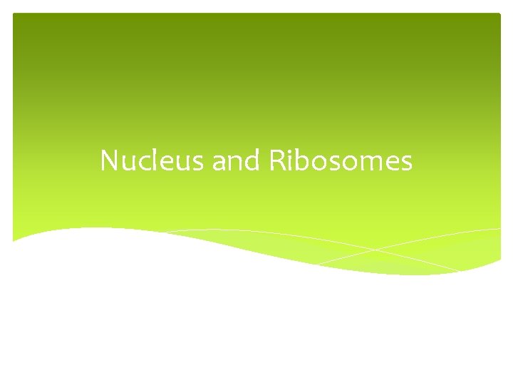 Nucleus and Ribosomes 