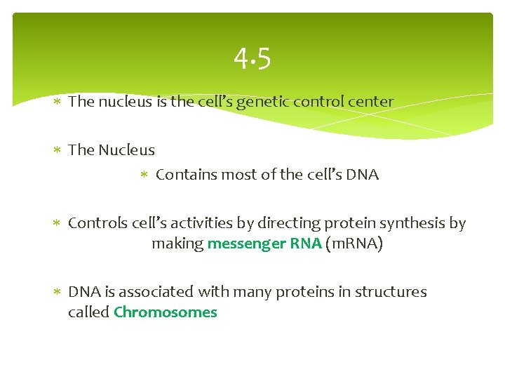 4. 5 The nucleus is the cell’s genetic control center The Nucleus Contains most