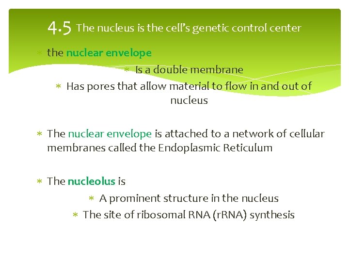 4. 5 The nucleus is the cell’s genetic control center the nuclear envelope Is