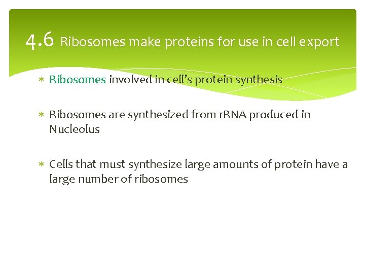 4. 6 Ribosomes make proteins for use in cell export Ribosomes involved in cell’s