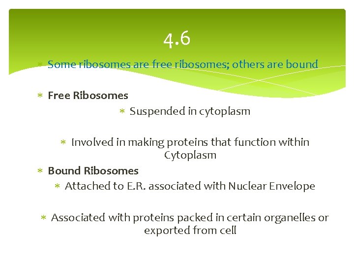 4. 6 Some ribosomes are free ribosomes; others are bound Free Ribosomes Suspended in