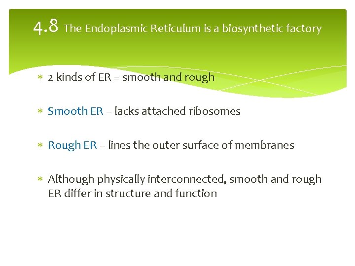 4. 8 The Endoplasmic Reticulum is a biosynthetic factory 2 kinds of ER =