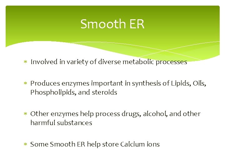 Smooth ER Involved in variety of diverse metabolic processes Produces enzymes important in synthesis