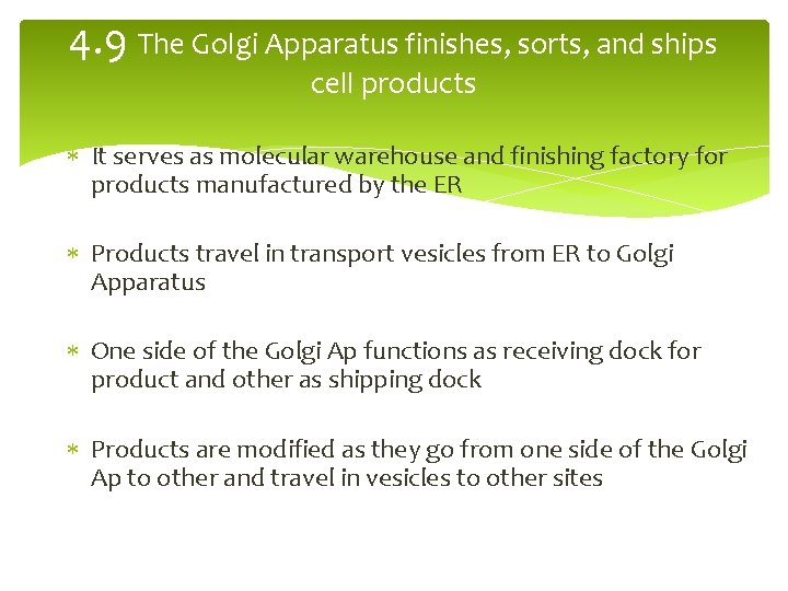 4. 9 The Golgi Apparatus finishes, sorts, and ships cell products It serves as