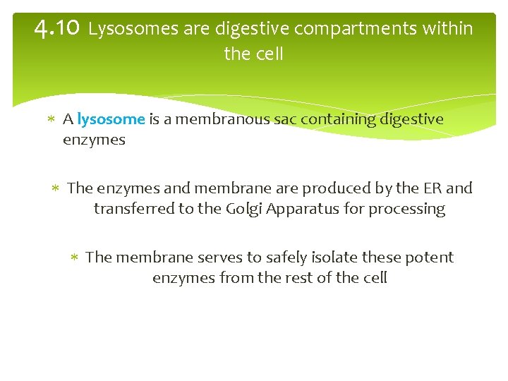 4. 10 Lysosomes are digestive compartments within the cell A lysosome is a membranous