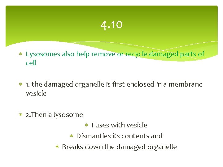 4. 10 Lysosomes also help remove or recycle damaged parts of cell 1. the