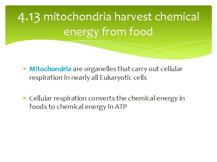 4. 13 mitochondria harvest chemical energy from food Mitochondria are organelles that carry out