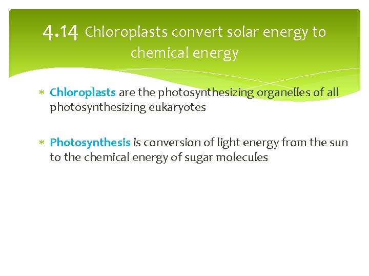 4. 14 Chloroplasts convert solar energy to chemical energy Chloroplasts are the photosynthesizing organelles
