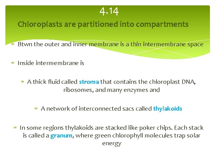 4. 14 Chloroplasts are partitioned into compartments Btwn the outer and inner membrane is