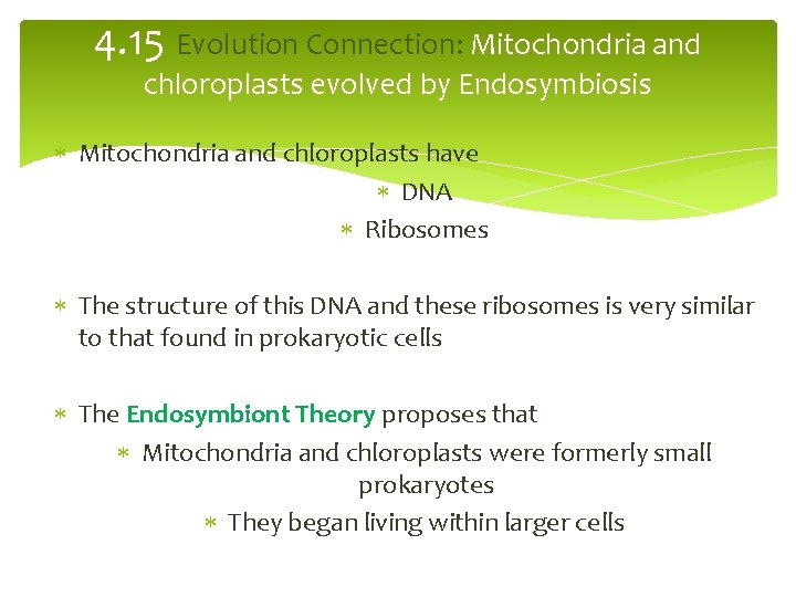 4. 15 Evolution Connection: Mitochondria and chloroplasts evolved by Endosymbiosis Mitochondria and chloroplasts have