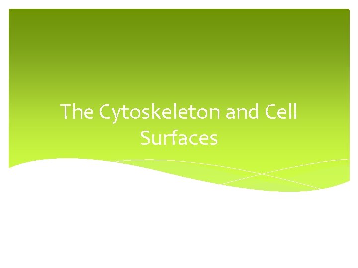 The Cytoskeleton and Cell Surfaces 