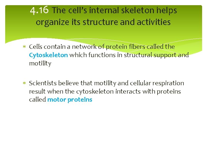 4. 16 The cell’s internal skeleton helps organize its structure and activities Cells contain