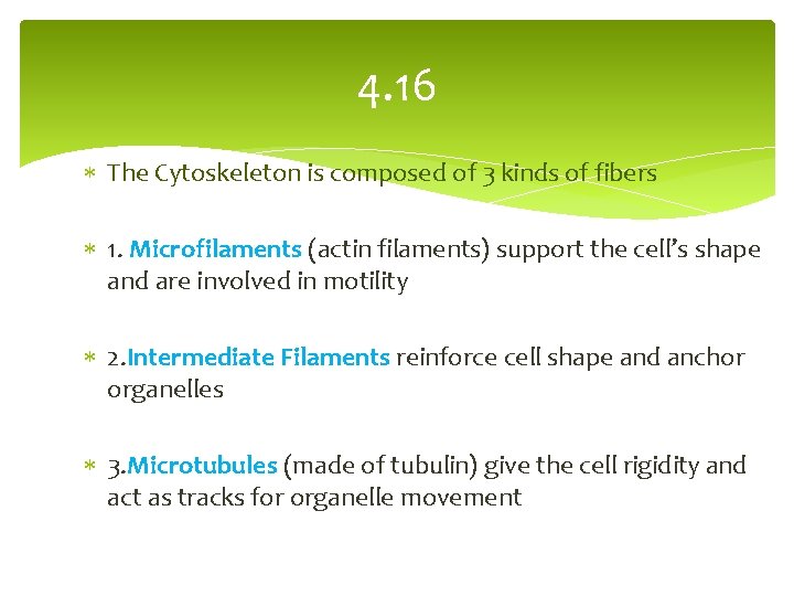 4. 16 The Cytoskeleton is composed of 3 kinds of fibers 1. Microfilaments (actin