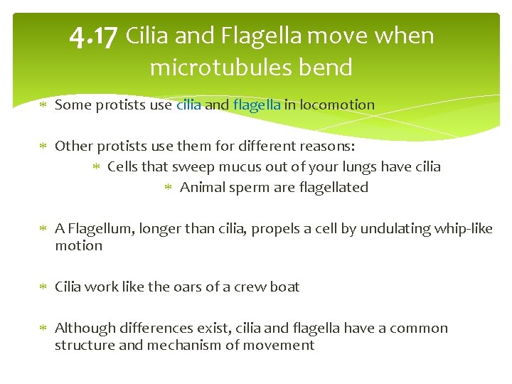 4. 17 Cilia and Flagella move when microtubules bend Some protists use cilia and
