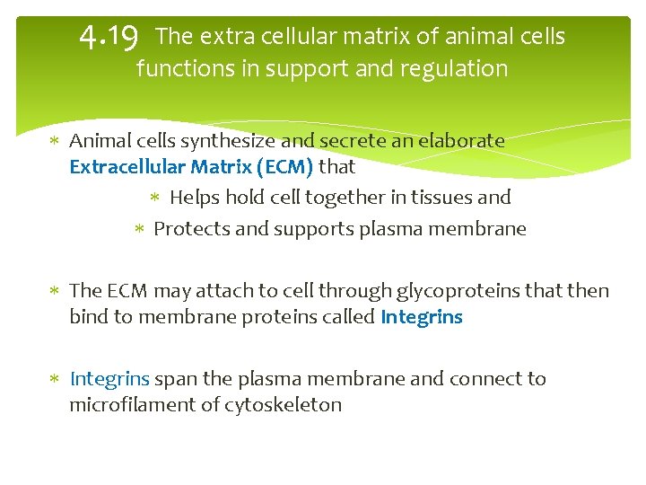 4. 19 The extra cellular matrix of animal cells functions in support and regulation