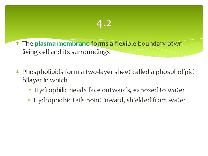 4. 2 The plasma membrane forms a flexible boundary btwn living cell and its