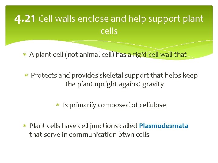 4. 21 Cell walls enclose and help support plant cells A plant cell (not