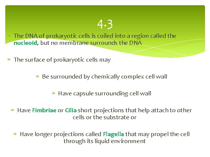 4. 3 The DNA of prokaryotic cells is coiled into a region called the