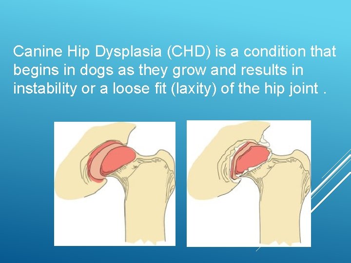 Canine Hip Dysplasia (CHD) is a condition that begins in dogs as they grow