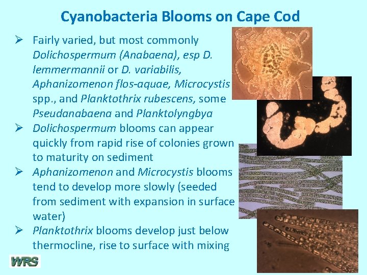 Cyanobacteria Blooms on Cape Cod Ø Fairly varied, but most commonly Dolichospermum (Anabaena), esp