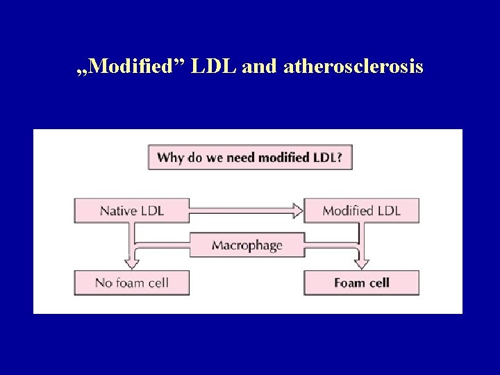 „Modified” LDL and atherosclerosis 