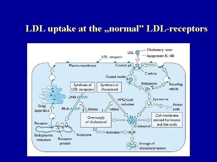 LDL uptake at the „normal” LDL-receptors 