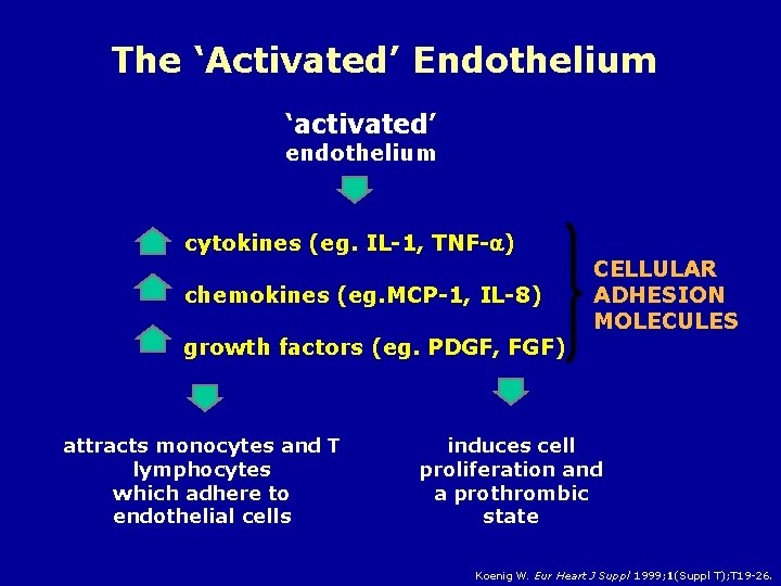 The ‘Activated’ Endothelium ‘activated’ endothelium cytokines (eg. IL-1, TNF- ) chemokines (eg. MCP-1, IL-8)