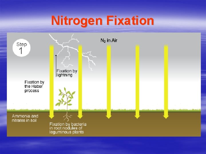 Nitrogen Fixation 