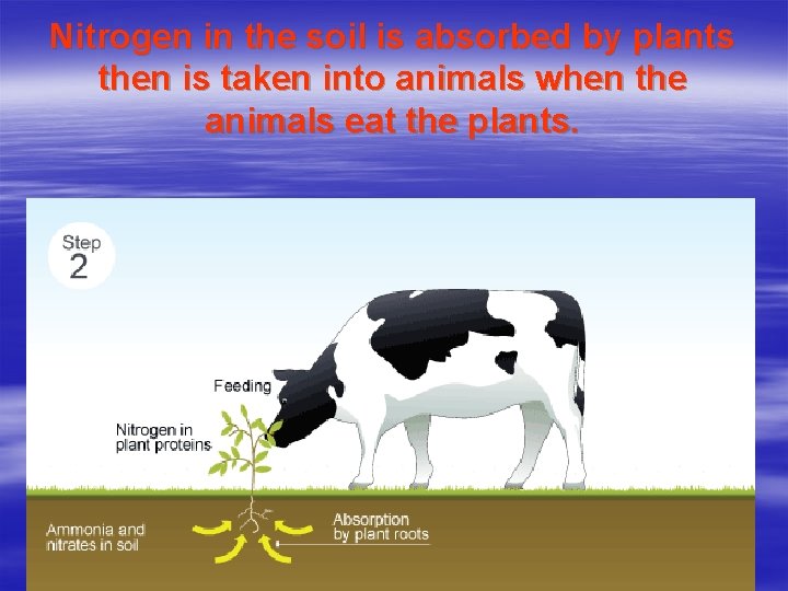 Nitrogen in the soil is absorbed by plants then is taken into animals when