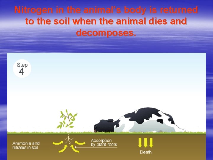 Nitrogen in the animal’s body is returned to the soil when the animal dies