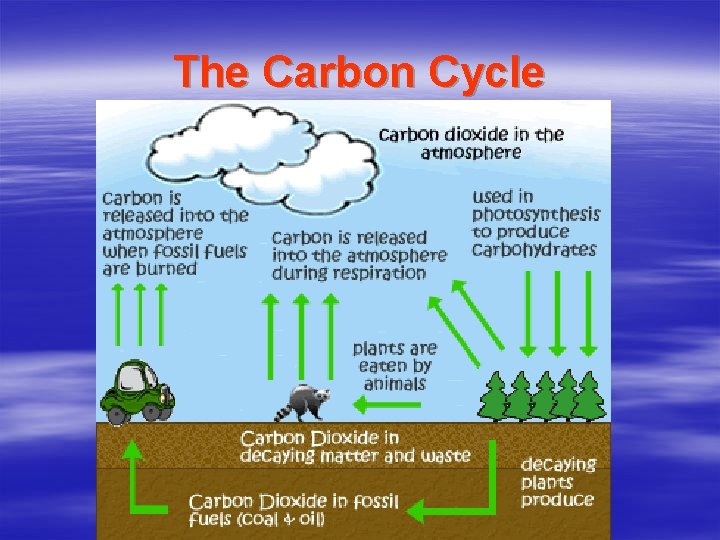 The Carbon Cycle 