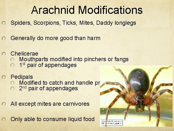 Arachnid Modifications Spiders, Scorpions, Ticks, Mites, Daddy longlegs Generally do more good than harm