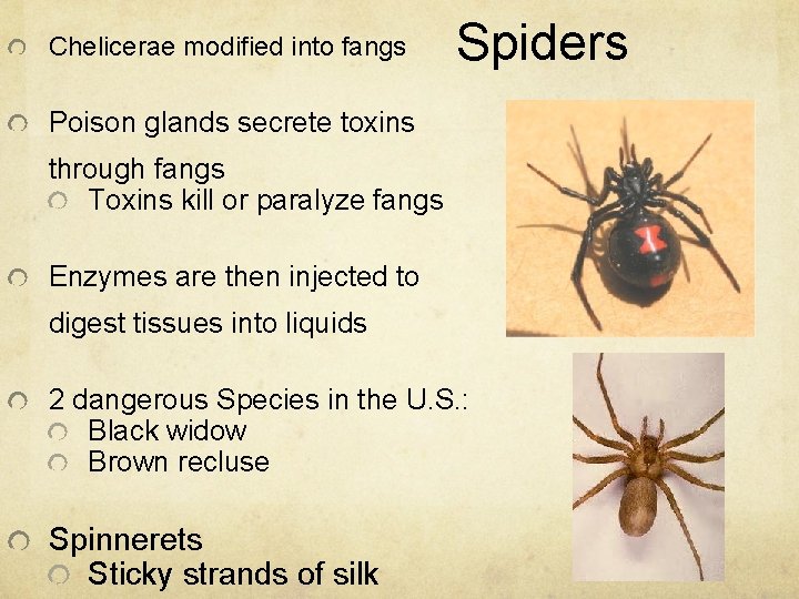 Chelicerae modified into fangs Spiders Poison glands secrete toxins through fangs Toxins kill or