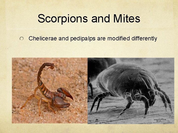 Scorpions and Mites Chelicerae and pedipalps are modified differently 