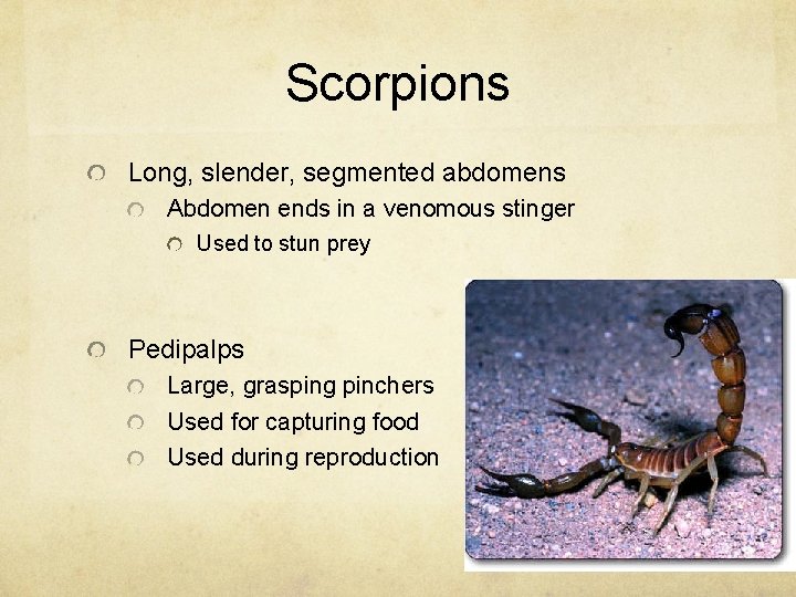 Scorpions Long, slender, segmented abdomens Abdomen ends in a venomous stinger Used to stun
