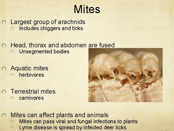 Mites Largest group of arachnids Includes chiggers and ticks Head, thorax and abdomen are