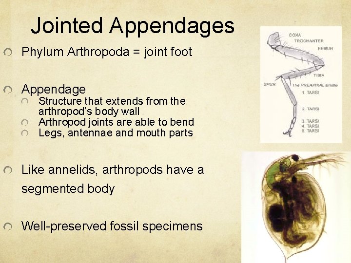 Jointed Appendages Phylum Arthropoda = joint foot Appendage Structure that extends from the arthropod’s