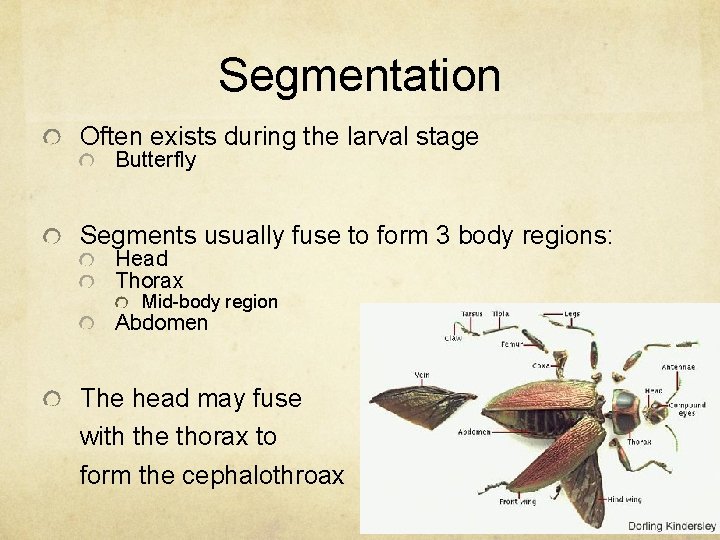 Segmentation Often exists during the larval stage Butterfly Segments usually fuse to form 3