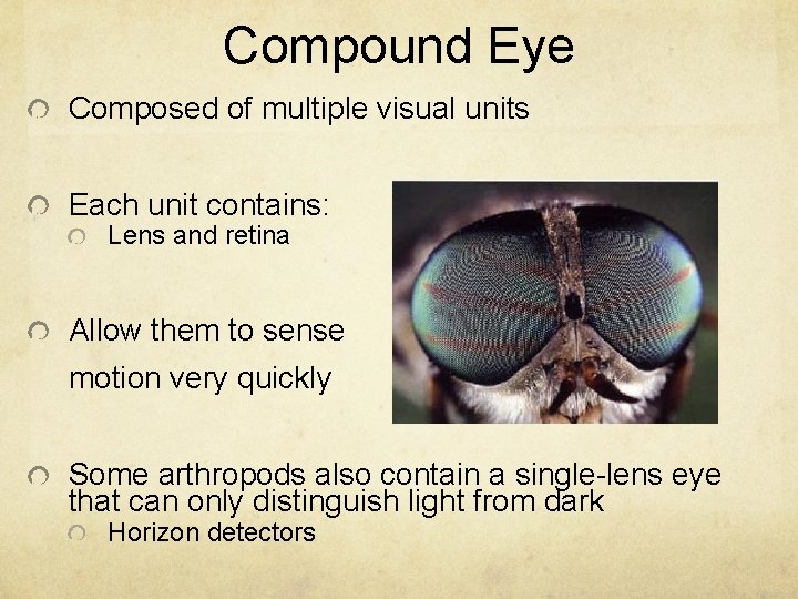 Compound Eye Composed of multiple visual units Each unit contains: Lens and retina Allow