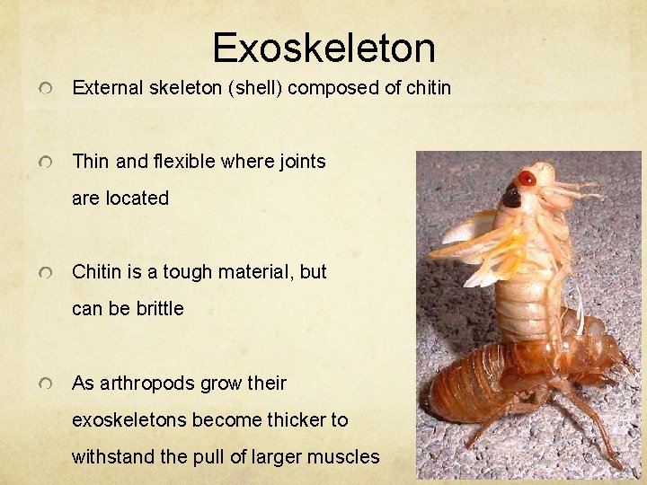 Exoskeleton External skeleton (shell) composed of chitin Thin and flexible where joints are located