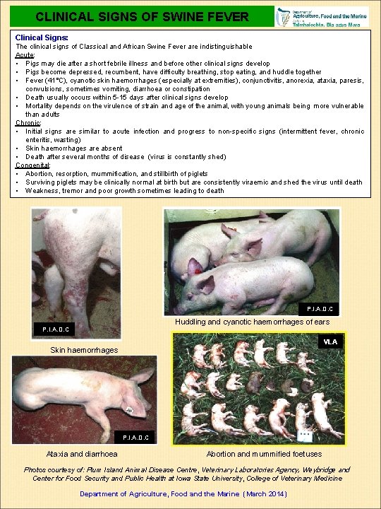 CLINICAL SIGNS OF SWINE FEVER Clinical Signs: The clinical signs of Classical and African