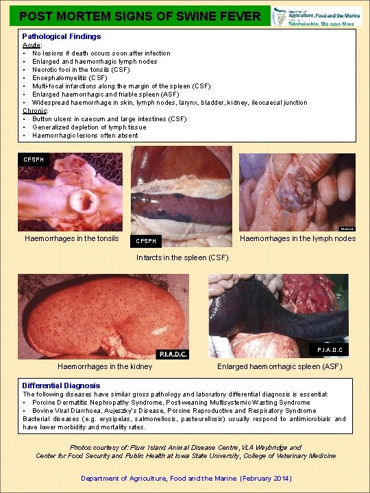 POST MORTEM SIGNS OF SWINE FEVER Pathological Findings Acute: • No lesions if death