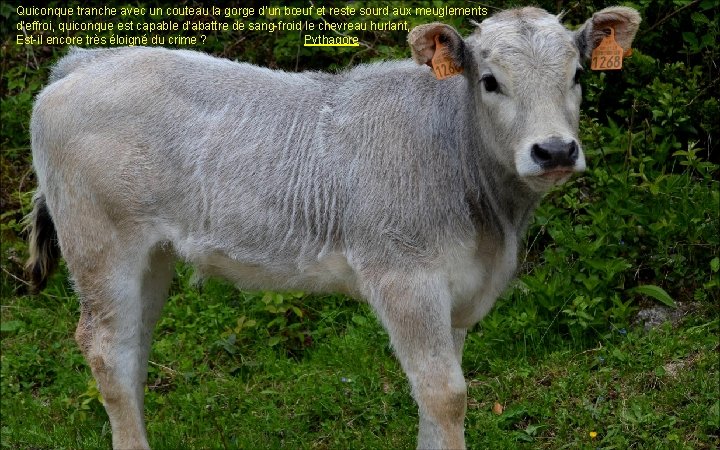 Quiconque tranche avec un couteau la gorge d’un bœuf et reste sourd aux meuglements Quiconque tranche avec un couteau la gorge d’un bœuf et reste sourd aux meuglements